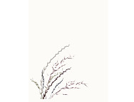 Bouti 100% Algodón Toscana color Azul o Rosa